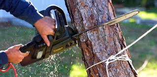  Norco, CA Tree Removal and Landscaping Services Pros